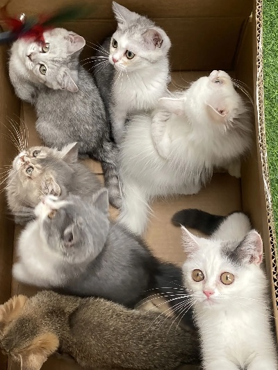 (田园猫猫舍)猫田园已下架产品名单公布：抓住机会入手稀缺珍藏！